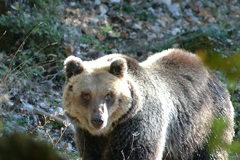 WWF Italia makes preserving the planet easier with Dynamics 365 Business Central with Athon SA