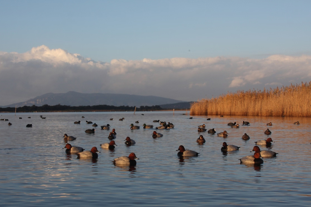 WWF Italia makes preserving the planet easier with Dynamics 365 Business Central with Athon SA