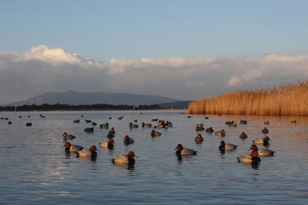 WWF Italia makes preserving the planet easier with Dynamics 365 Business Central with Athon SA