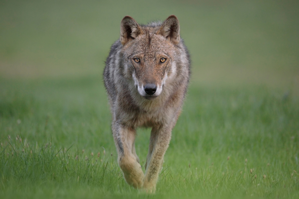 WWF Italia makes preserving the planet easier with Dynamics 365 Business Central with Athon SA